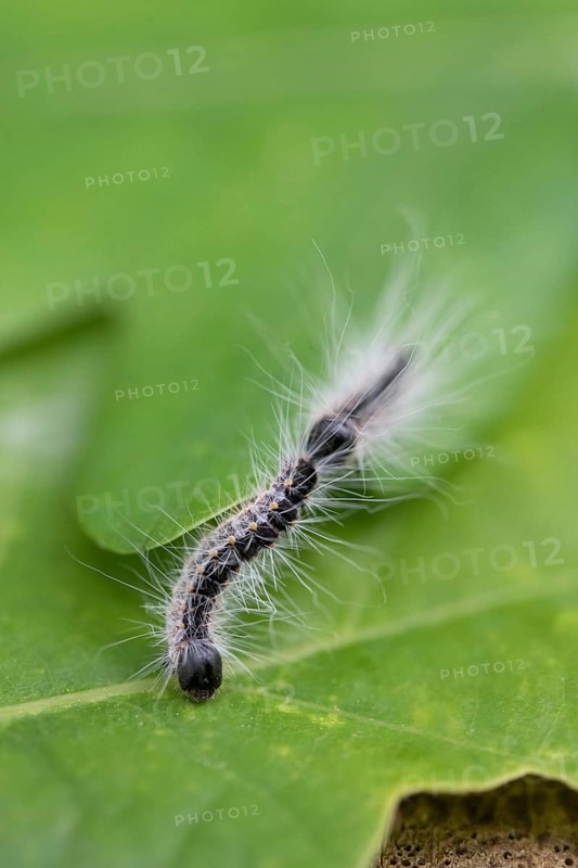 Oak processionary moth