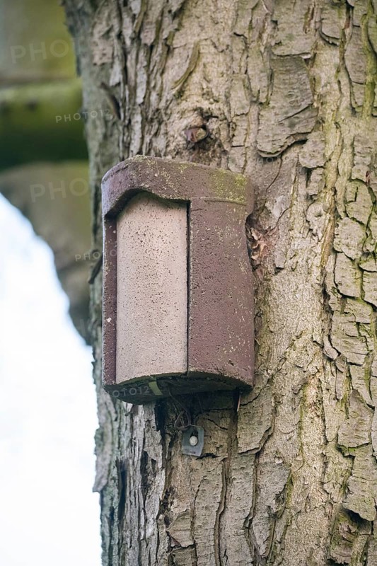Treecreeper