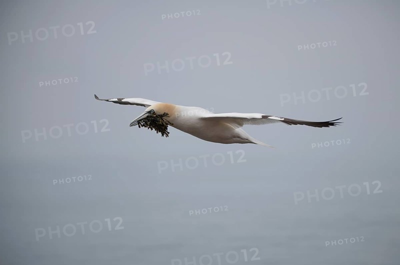 Northern gannet