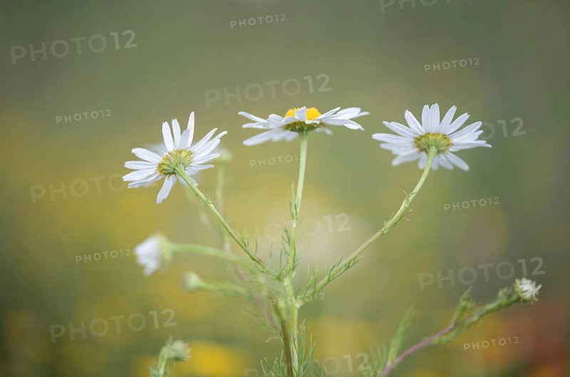 Scentless mayweed