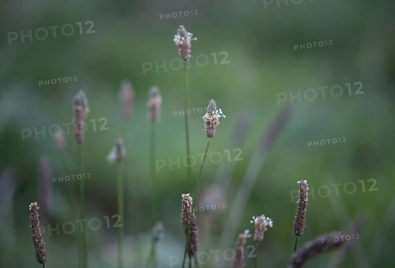 Ribwort plantain
