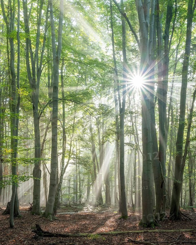 Light-flooded natural old beech forest with deadwood