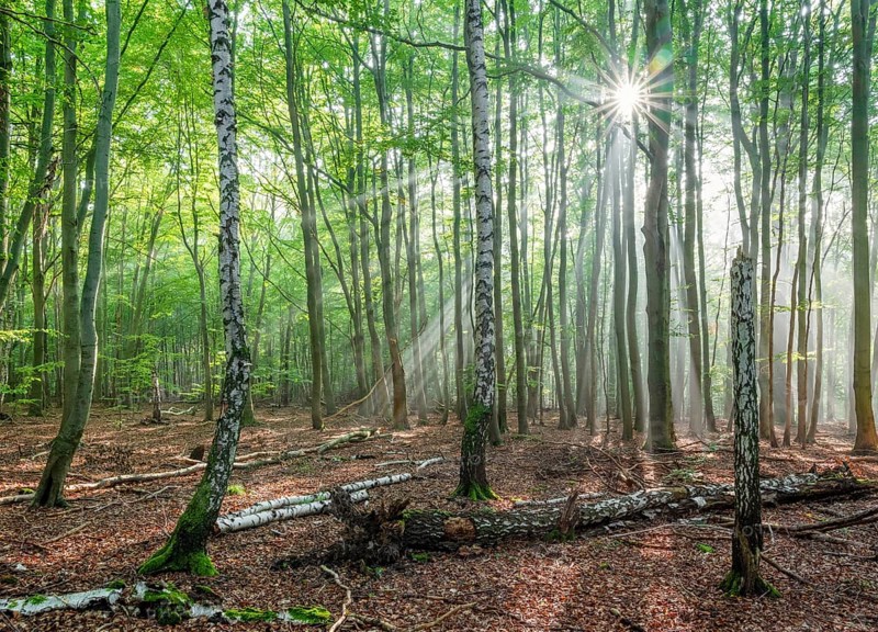Light-flooded natural forest of beech and birch trees with deadwood
