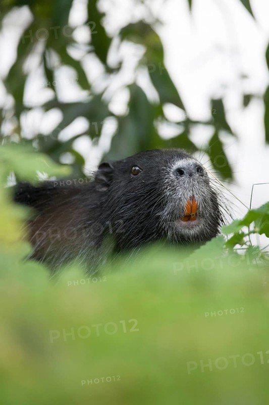 Nutria