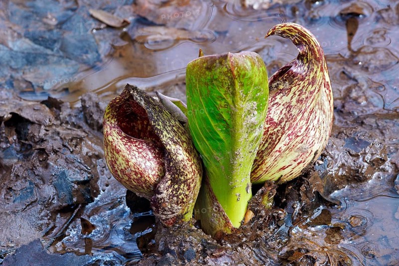 Eastern skunk cabbage