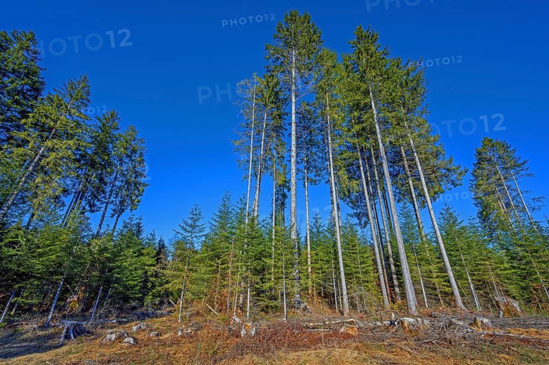 Typical pole forest