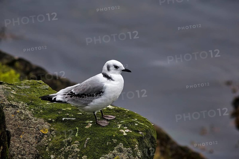 Single kittiwake