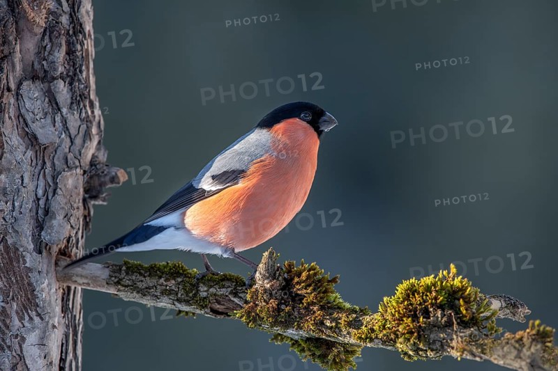 Bullfinch or eurasian bullfinch