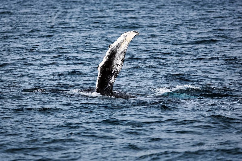 Pectoral fin of humpback whale