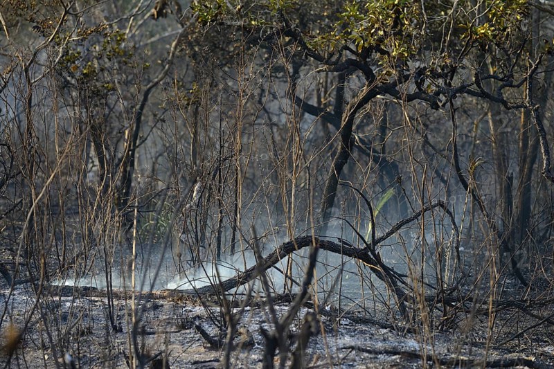 Charred vegetation after a bushfire