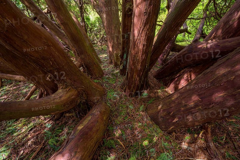 Old great cypress tree inside