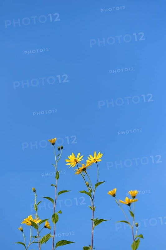 Jerusalem artichokes with blossom