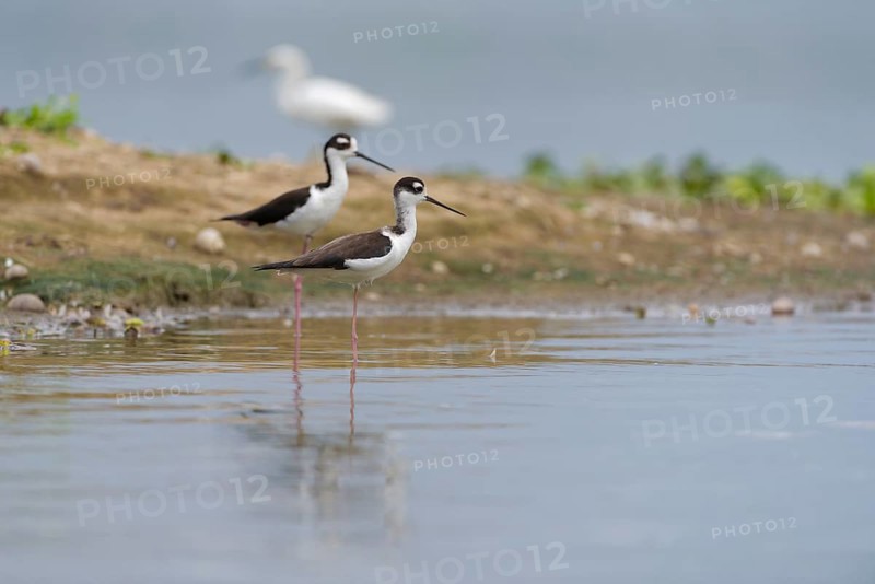 Black-winged Black-winged Stilt