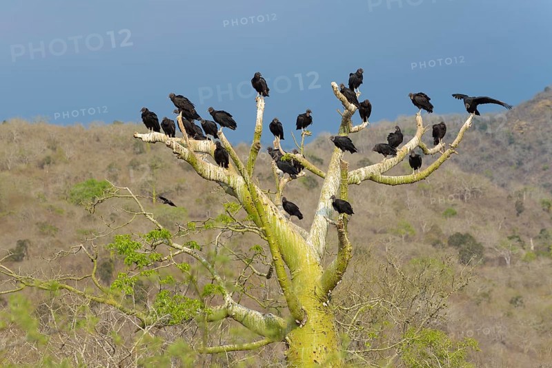 Group of corvids