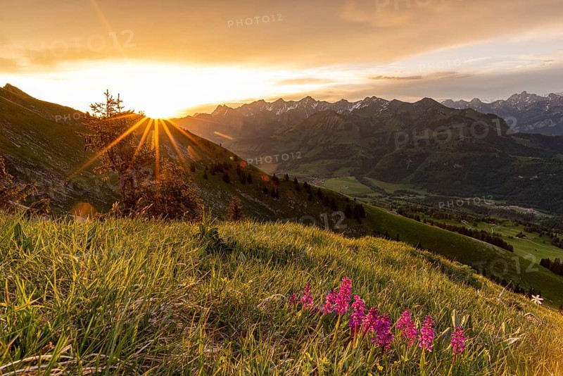 Sunrise in the Fribourg Alps with orchids in the foreground
