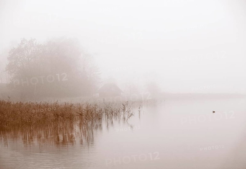 Morning mist on the reed belt of the Irrsee
