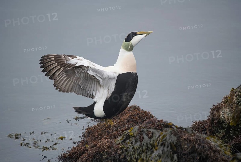 Common eider