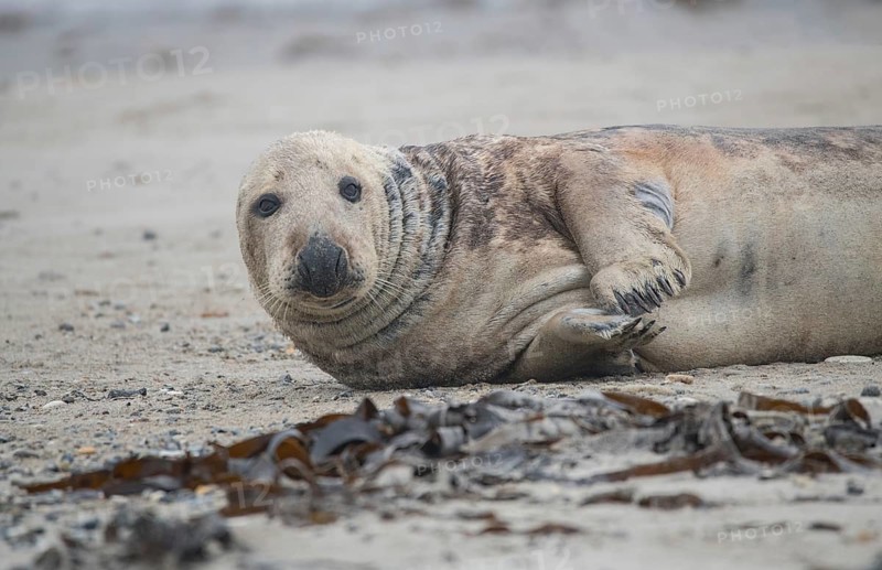 Grey seal