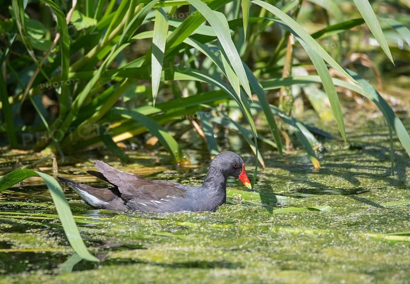 Common moorhen
