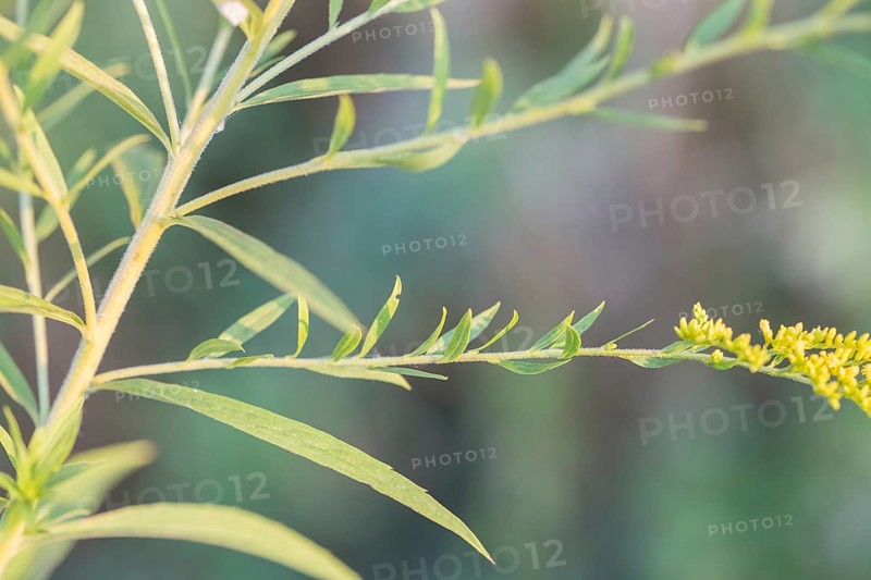 Canada goldenrod