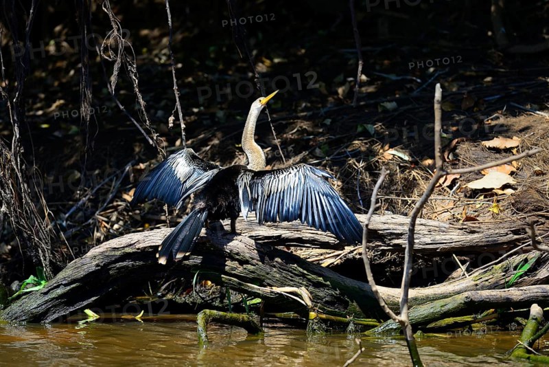 Anhinga
