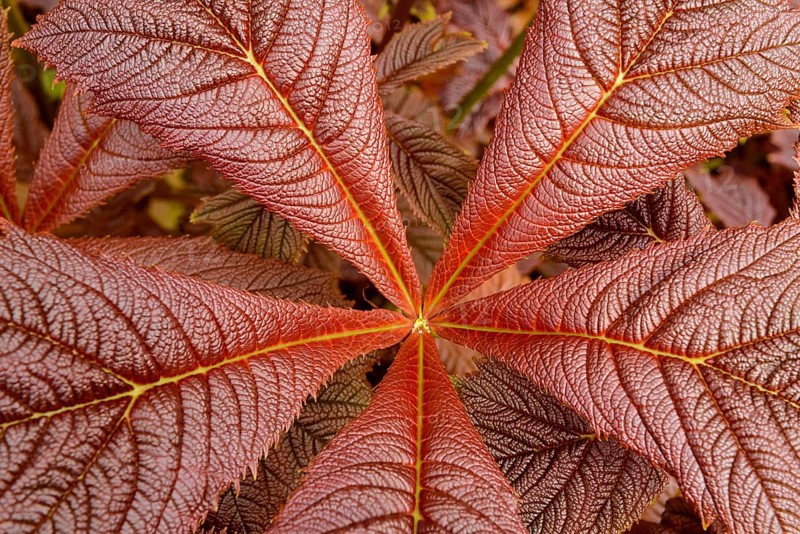 Rodgersia podophylla