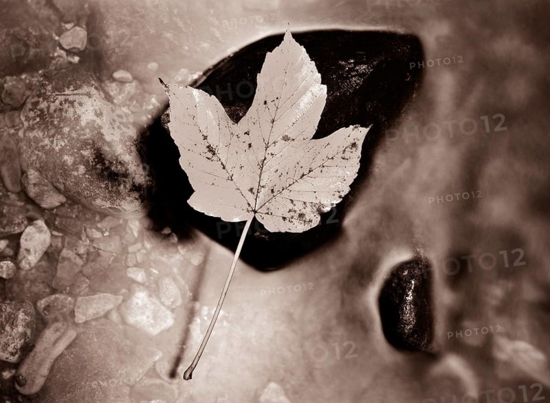 Autumnally coloured maple leaf on a stone in a mountain stream
