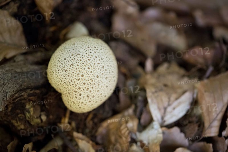 Earthball