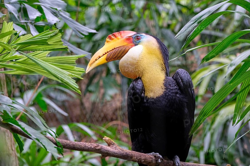 Wrinkled hornbill