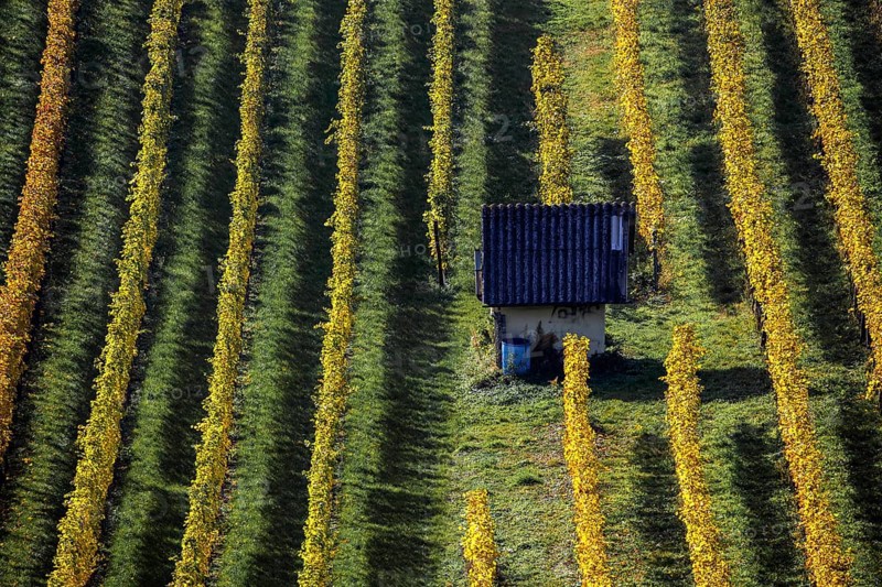 Vineyard