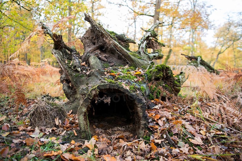 Deadwood structure in Diesfordt forest