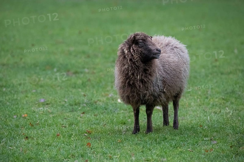 Ouessant sheep also Breton dwarf sheep