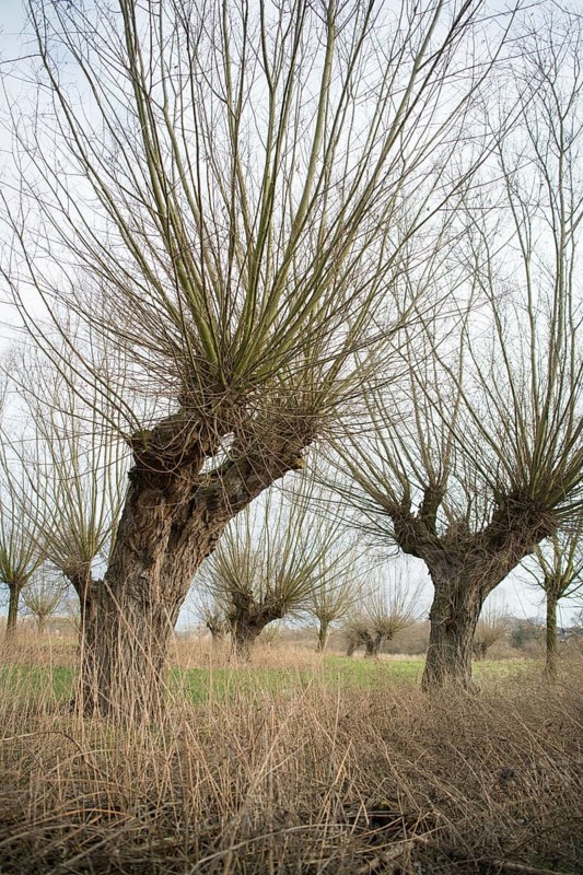 Willows