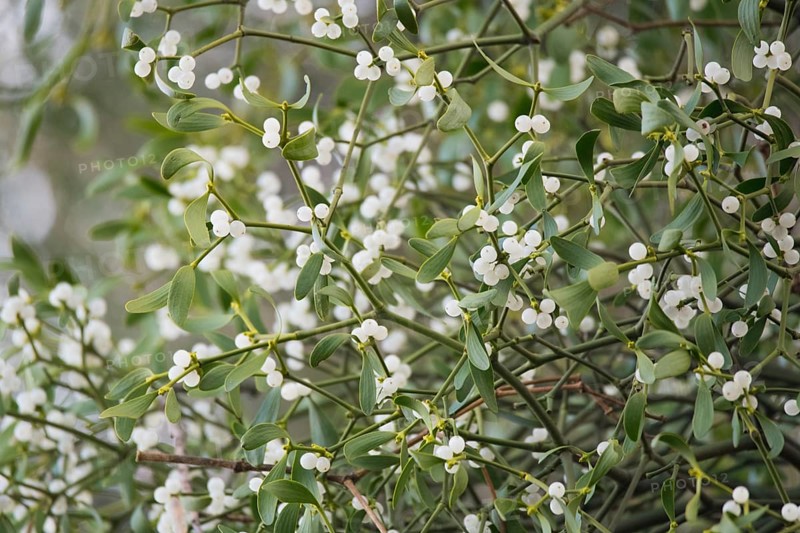European mistletoe