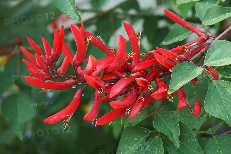 Coral Tree