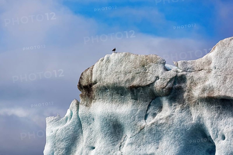 Single seagull sitting on iceberg