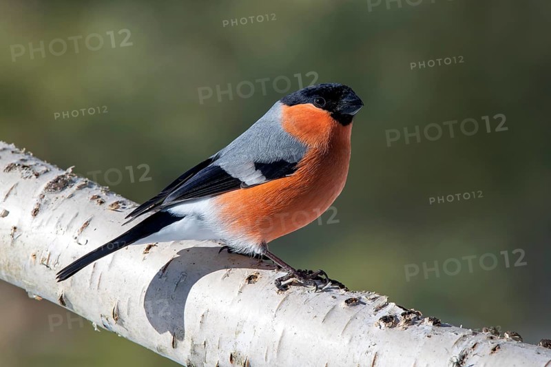 Bullfinch or eurasian bullfinch
