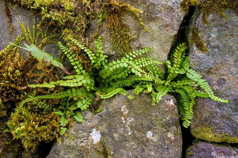 Fresh fern on wall