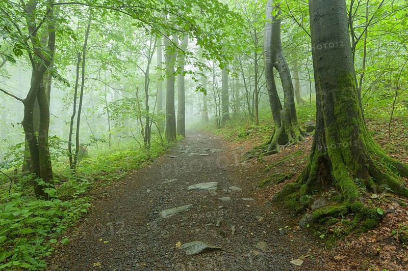 Path in mountain forest on a misty morning on mountain peak