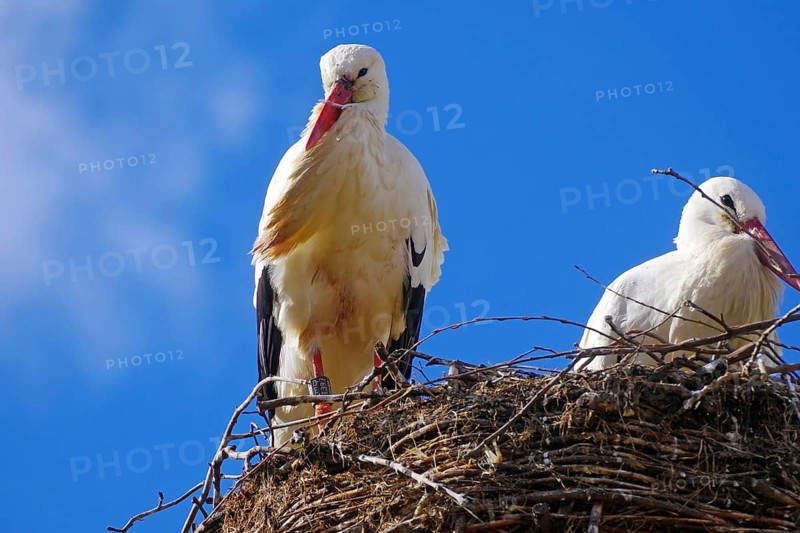 White storks