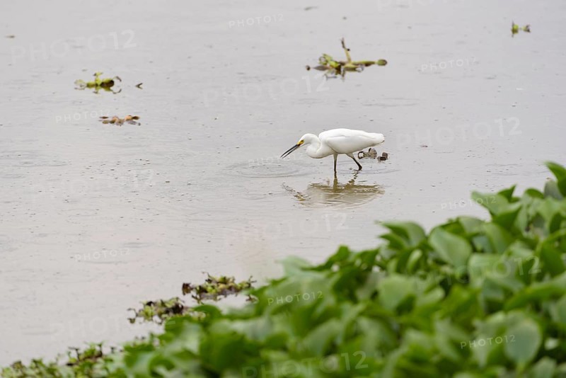 Snowy egret