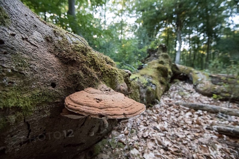 Bracket fungus