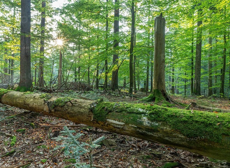 Near-natural mixed forest