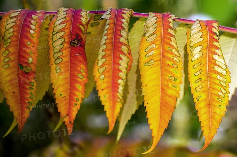 Leaf of the staghorn sumac