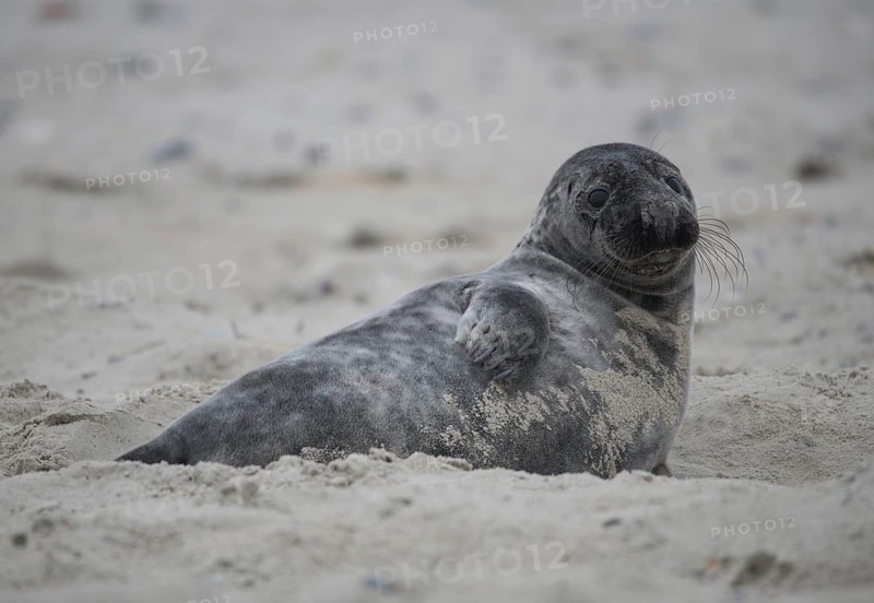 Grey seal