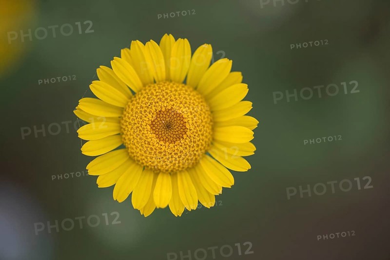 Golden marguerite