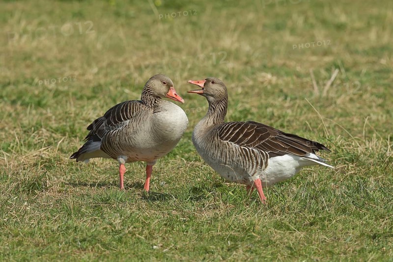 Greylag goose