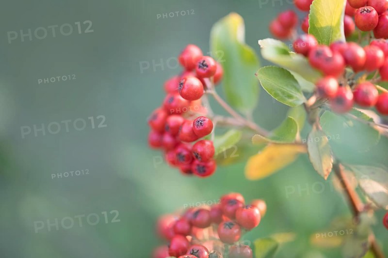 Scarlet firethorn