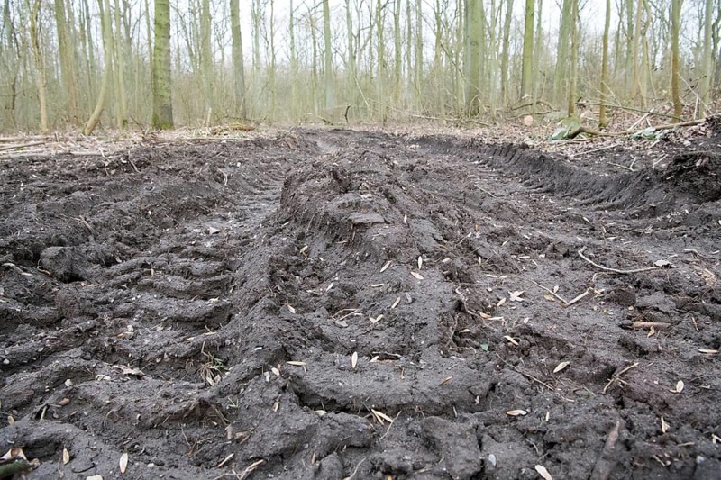 Forestry in the forest