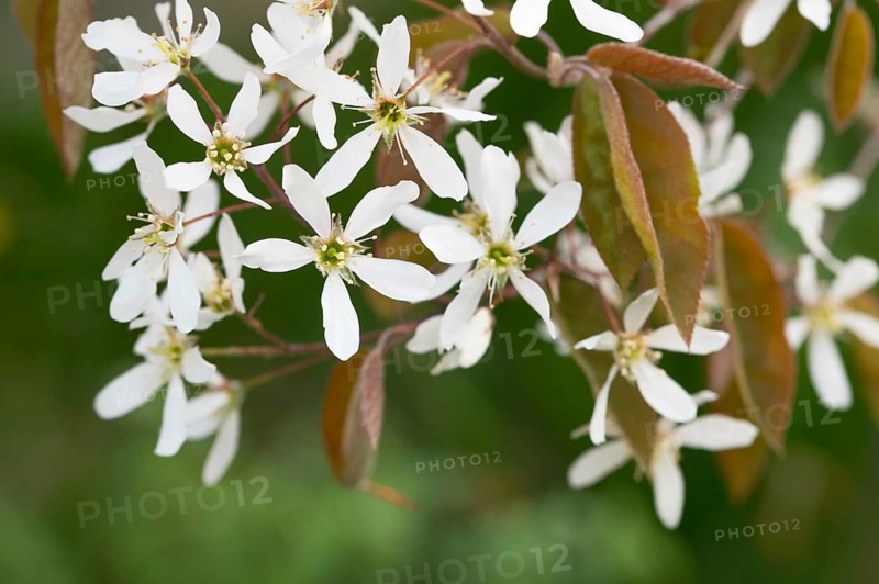 Snowy mespilus